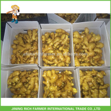 Exportação Fresh Ginger 10kg / carton